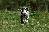 DOGUE ALLEMAND 256